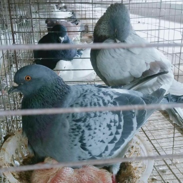 米玛斯种鸽鸽子种鸽10只包邮包成活货源充足