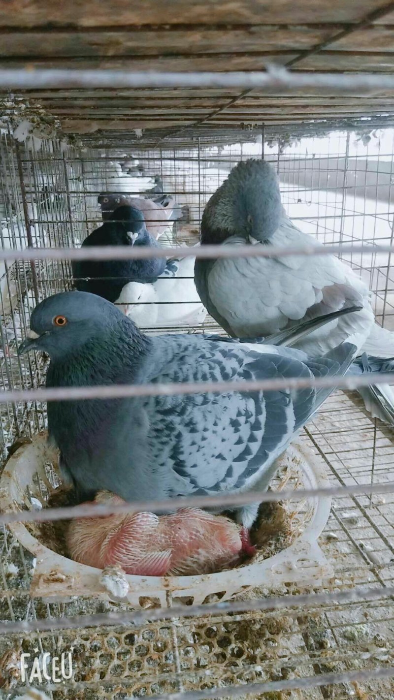 米玛斯种鸽鸽子种鸽10只包邮包成活货源充足