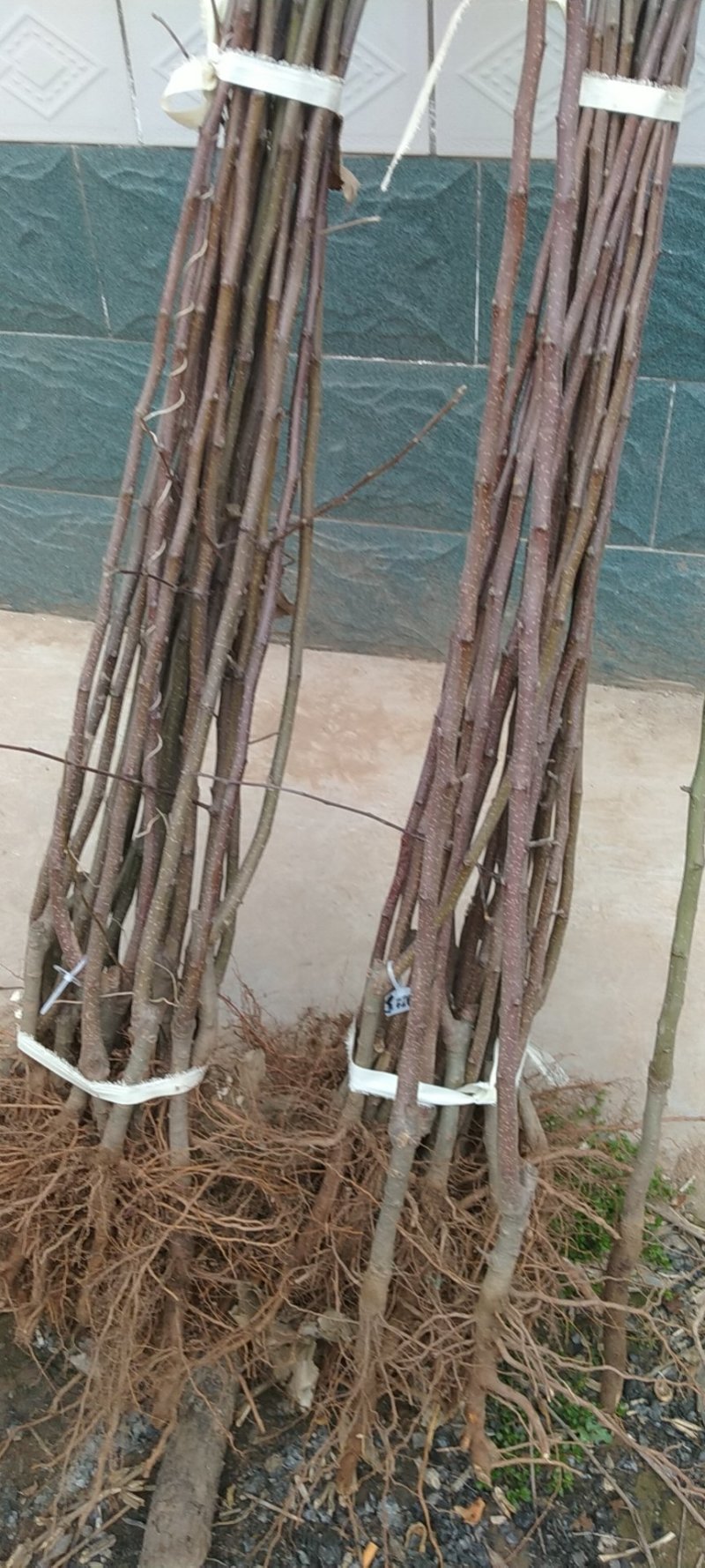 苹果树鲁丽苹果华硕苹果烟富苹果苗中秋王美八，