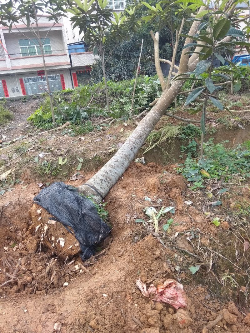 大量出售各种规格园林绿化仁面树
