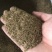 大花波斯菊花种子混色格桑花种籽子四季开花庭院室外花籽野花