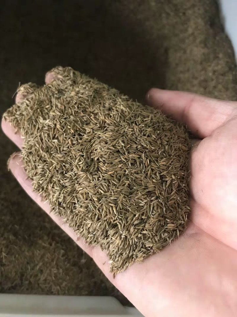 大花波斯菊花种子混色格桑花种籽子四季开花庭院室外花籽野花