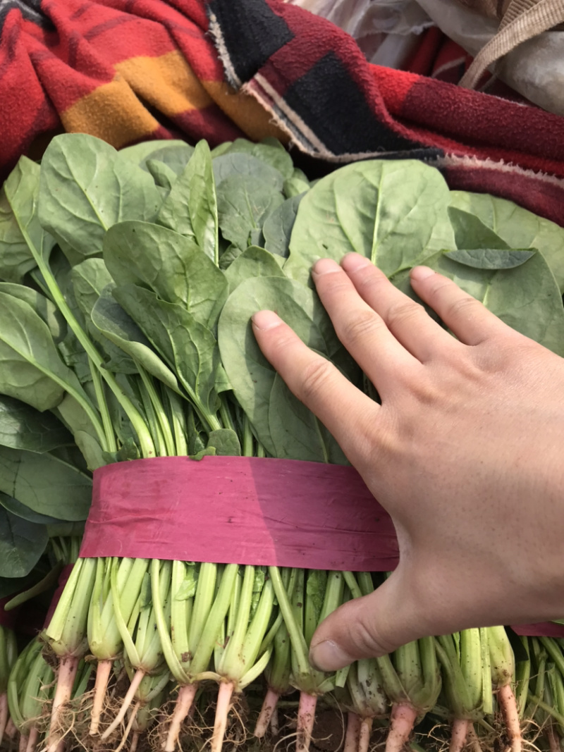 菠菜大叶种【对接超商】25～30公分、可散装、可标箱