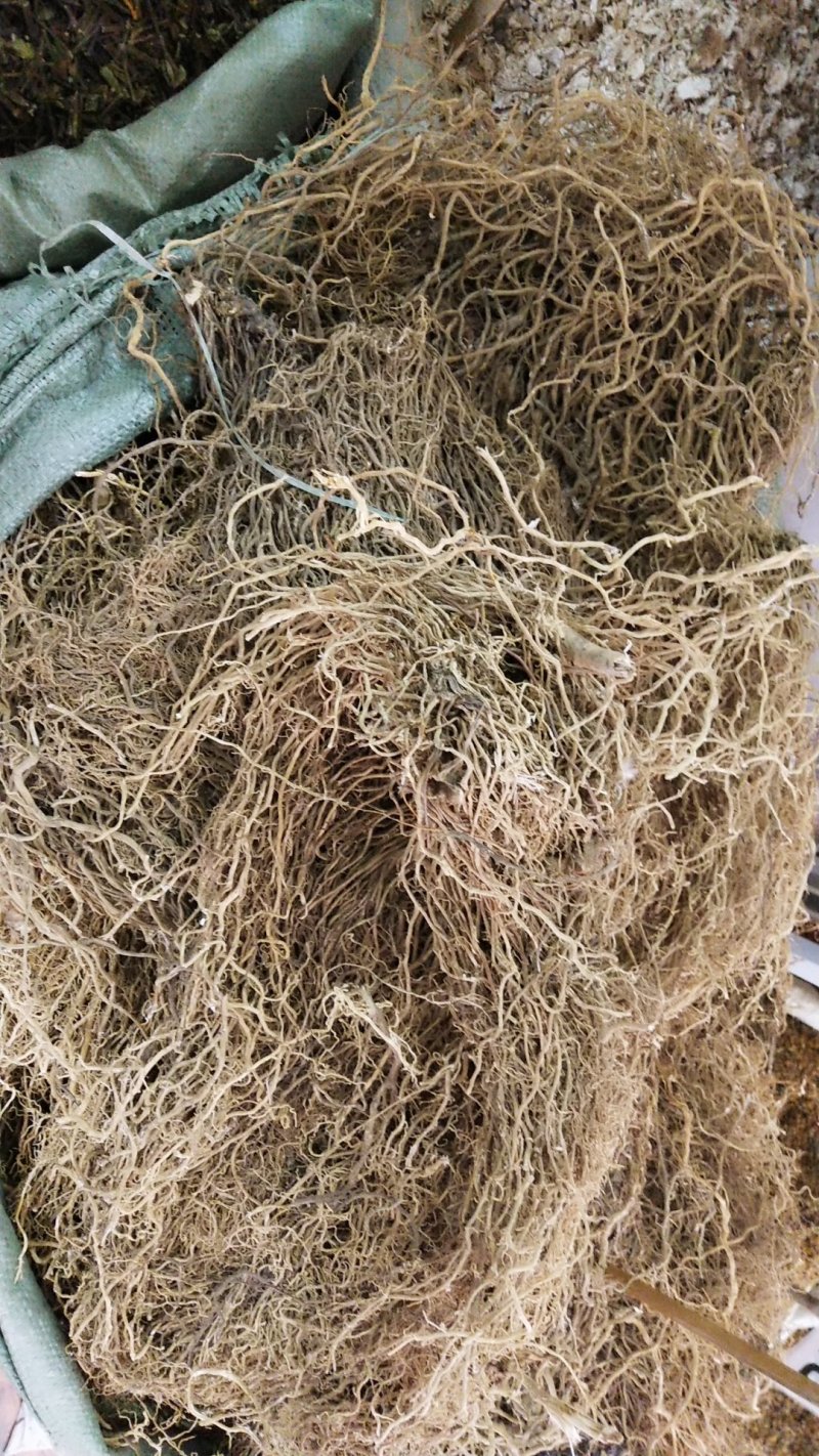 中药材牛尾菜，牛尾蕨大春根