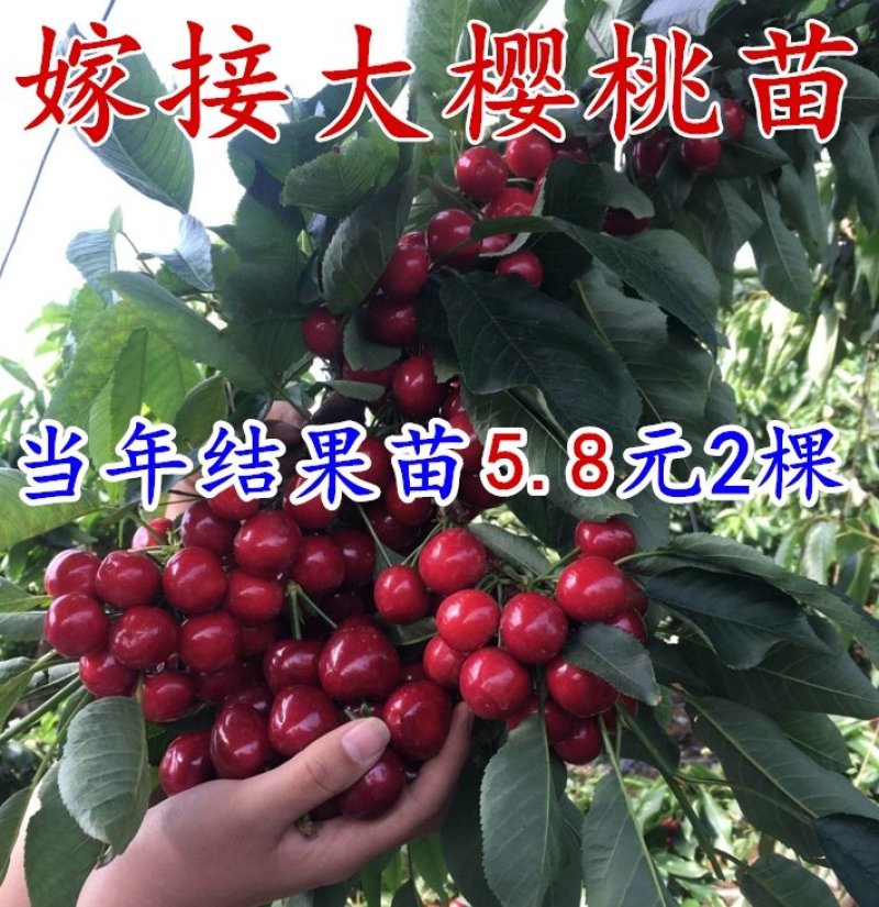 包邮樱桃树苗特大樱桃果苗嫁接南北方种植当年结果地栽包活