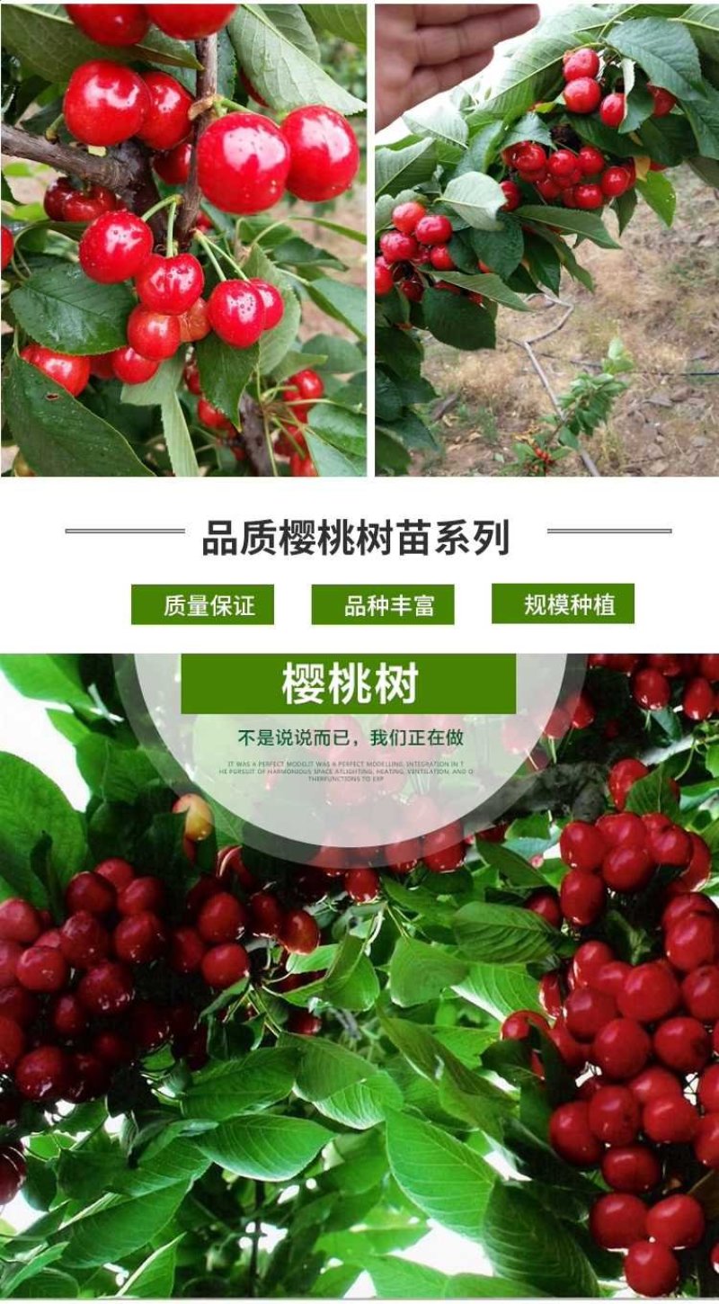 包邮樱桃树苗特大樱桃果苗嫁接南北方种植当年结果地栽包活