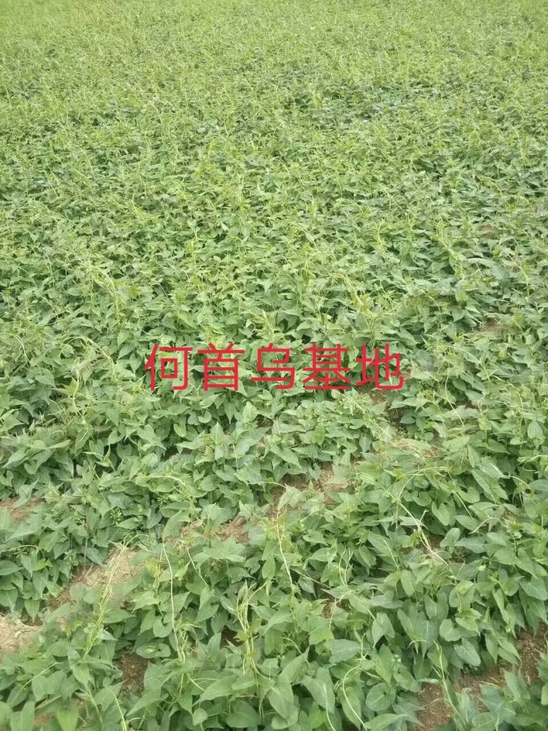 何首乌高产芽苗改良高含量保证品种纯正，保质保量，信誉至上
