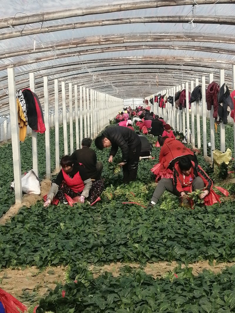 🔥菠菜山东惠民万亩种植基地规格齐全代发全国！