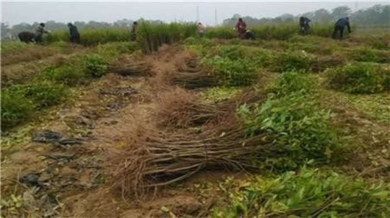 软籽石榴优质苗品种纯正抗冻耐寒产量大易种植