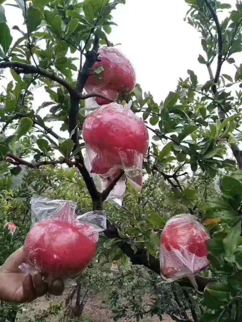 软籽石榴优质苗品种纯正抗冻耐寒产量大易种植