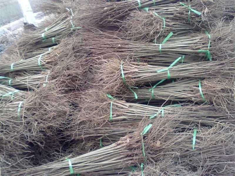 软籽石榴优质苗品种纯正抗冻耐寒产量大易种植