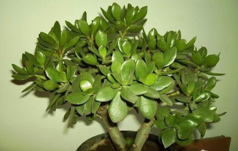 玉树苗大量出货