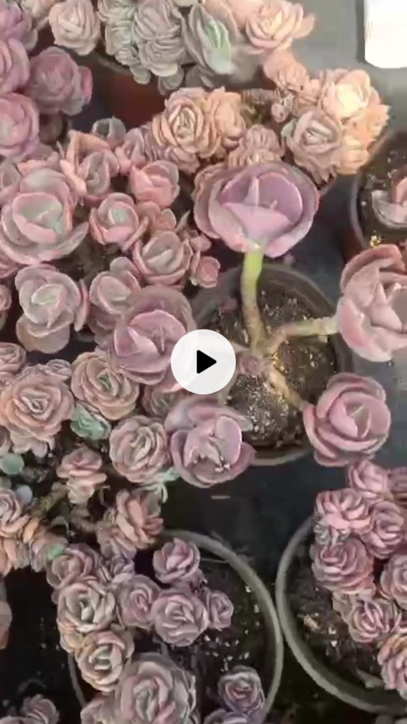 玉树苗大量出货