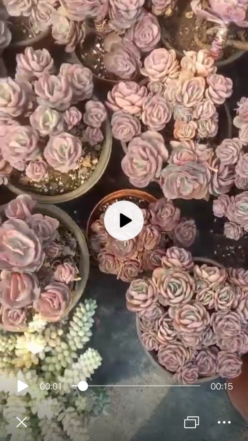 玉树苗大量出货
