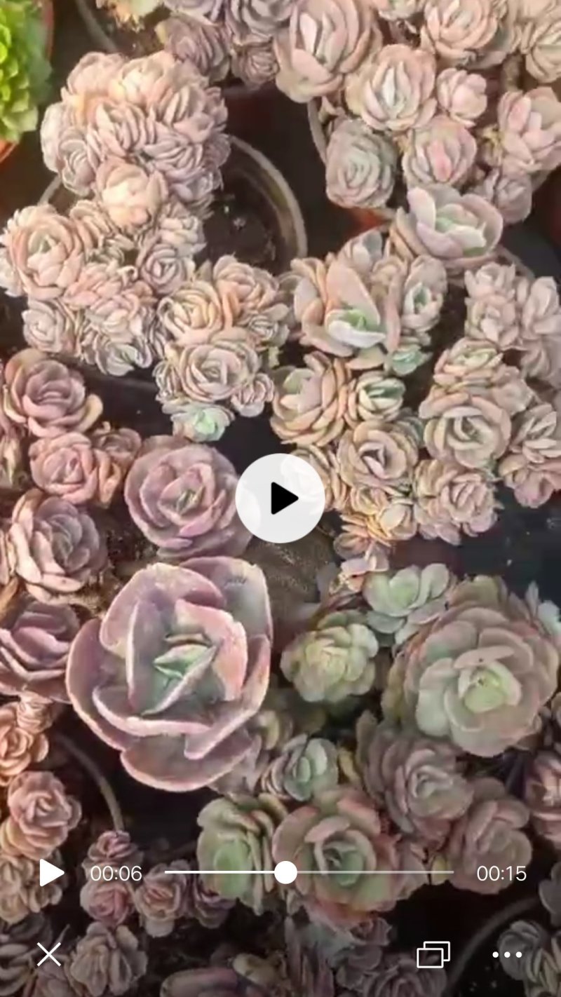玉树苗大量出货