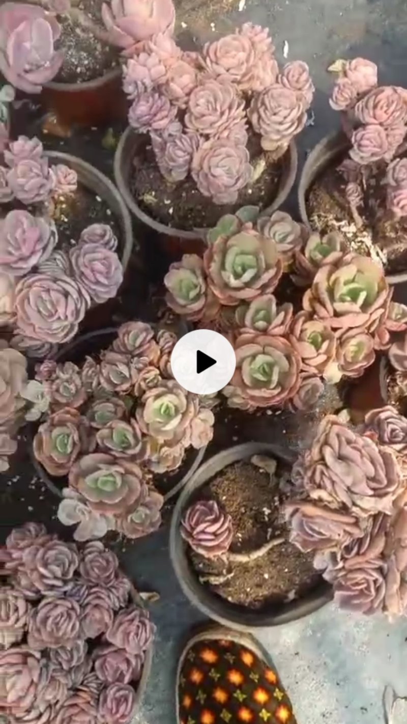 玉树苗大量出货