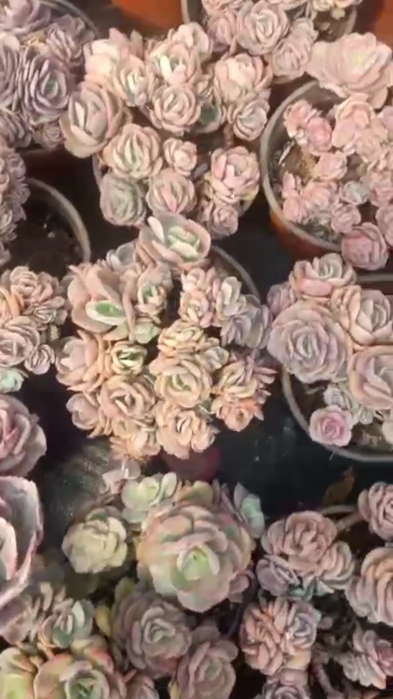 玉树苗大量出货