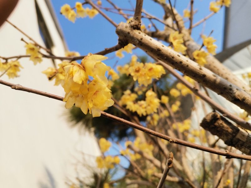 腊梅小苗素心梅花苗腊梅花腊梅树苗树桩盆景盆栽素心