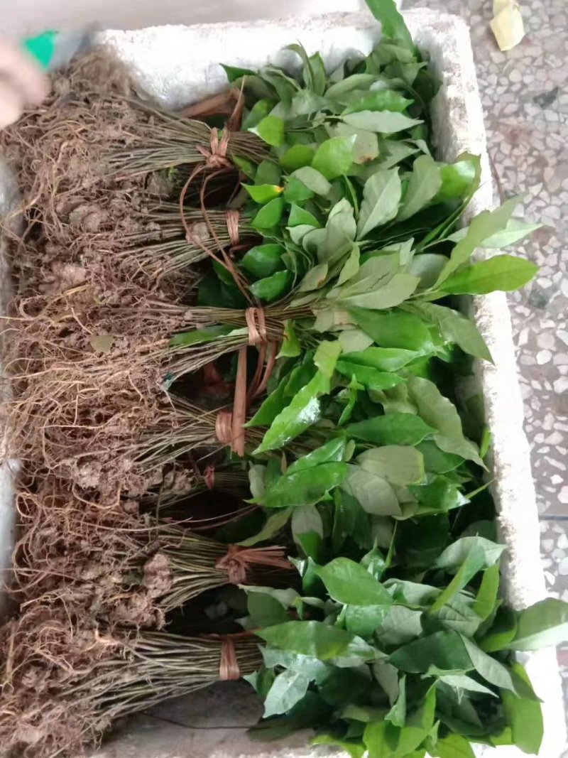 白花牛奶种苗