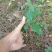 白花牛奶种苗
