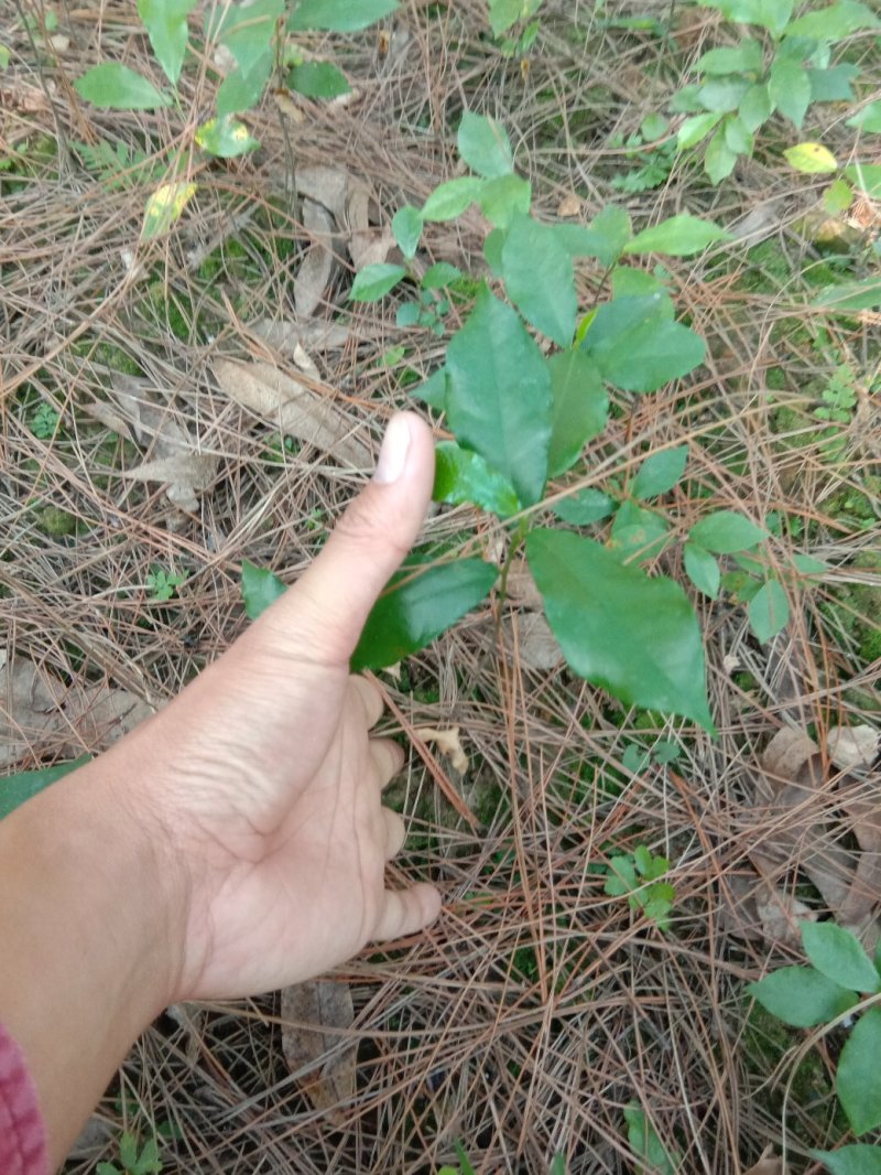 白花牛奶种苗
