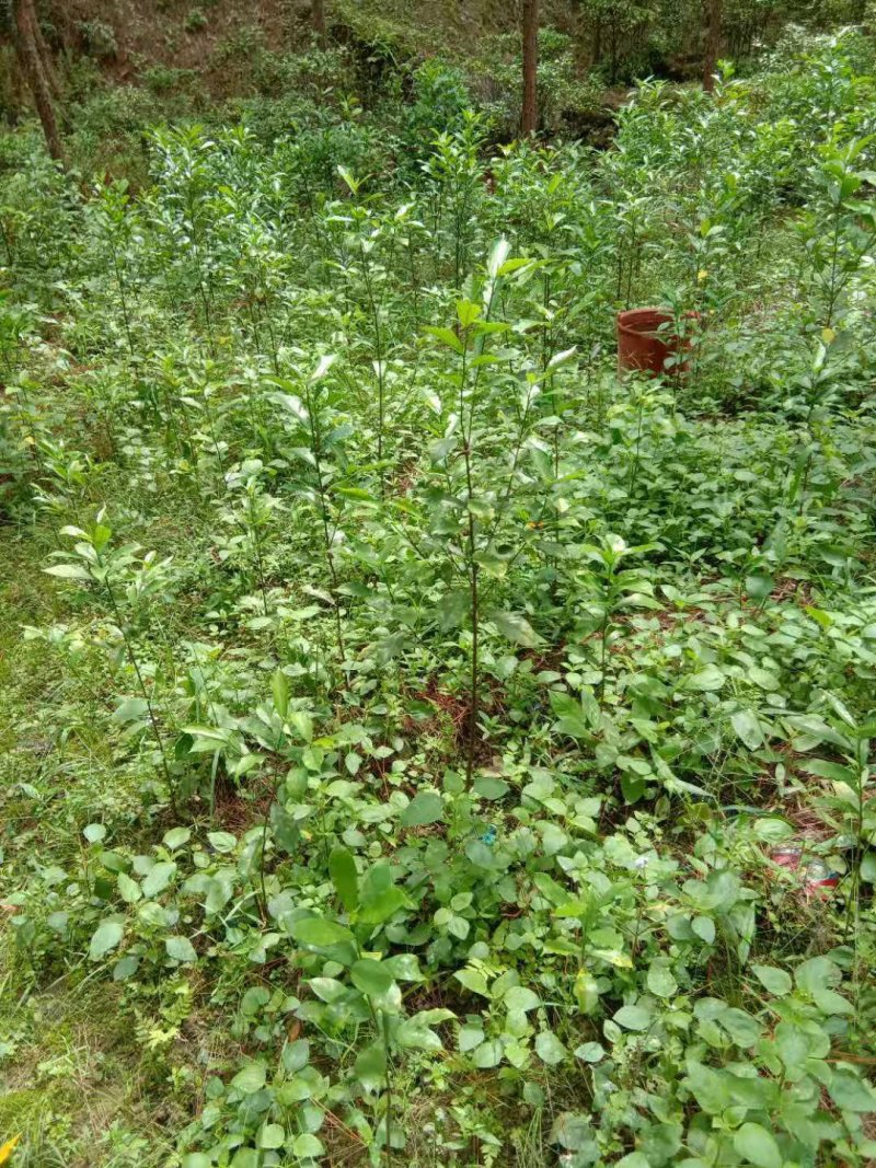 白花牛奶种苗