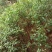 白花牛奶种苗