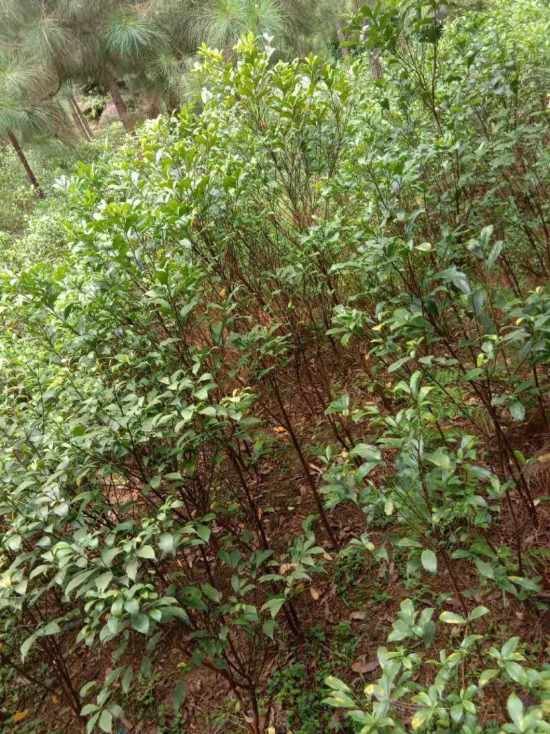 白花牛奶种苗