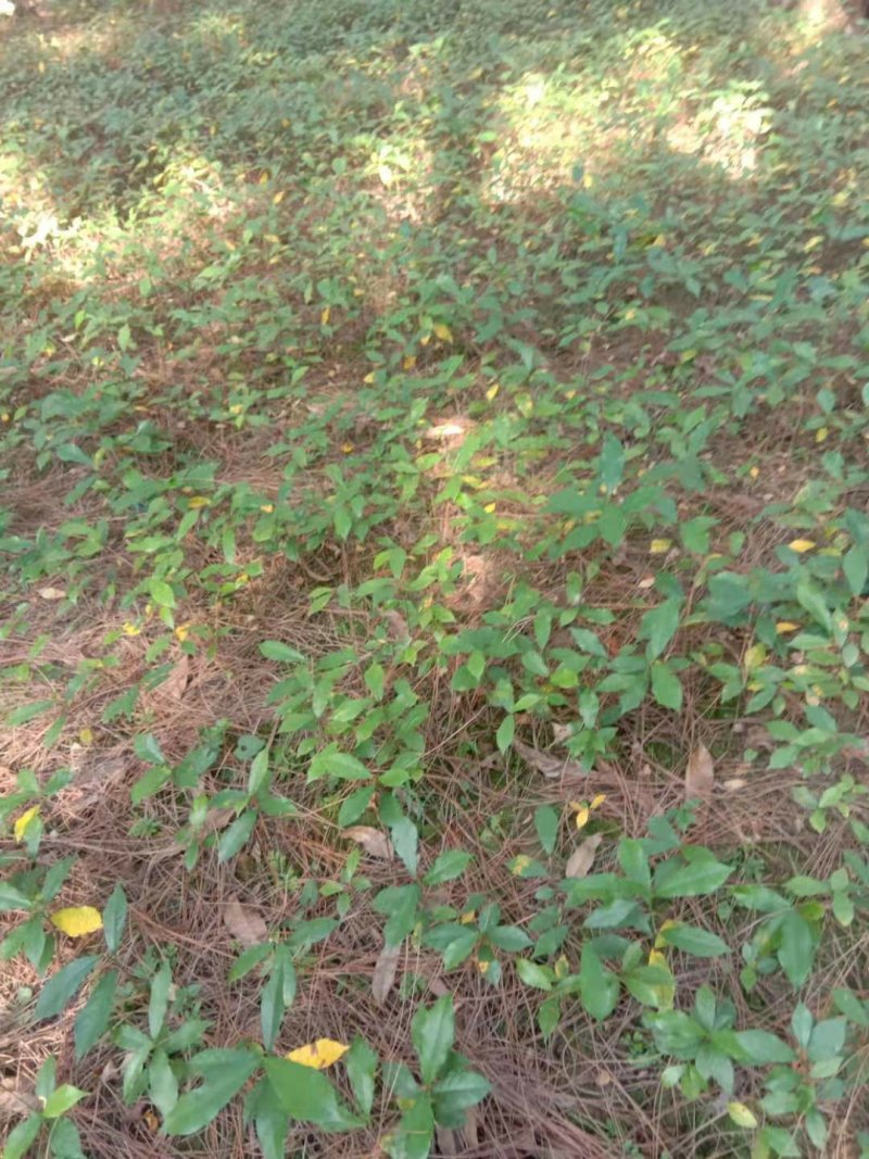 白花牛奶种苗