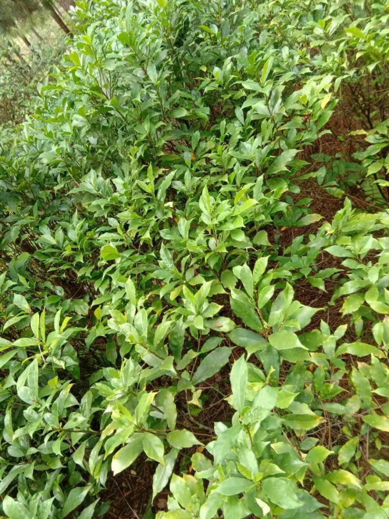 白花牛奶种苗