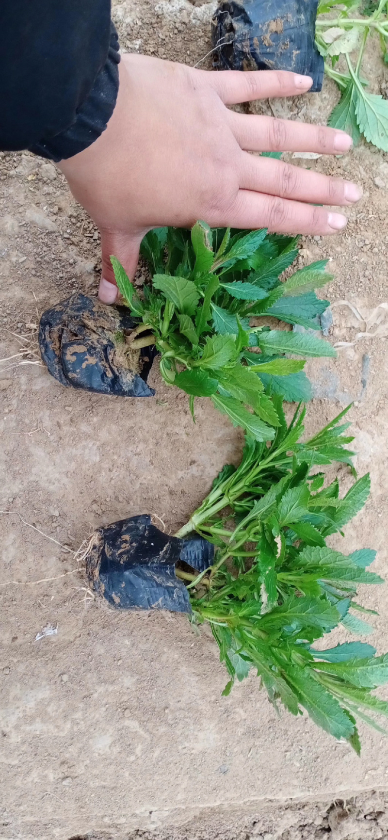 马鞭草