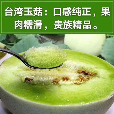 山东脆香甜玉姑蜜瓜大量上市