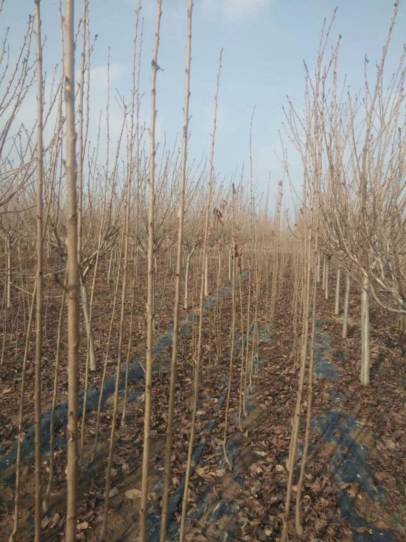 包邮樱桃树苗特大樱桃果苗嫁接南北方种植当年结果地栽包活