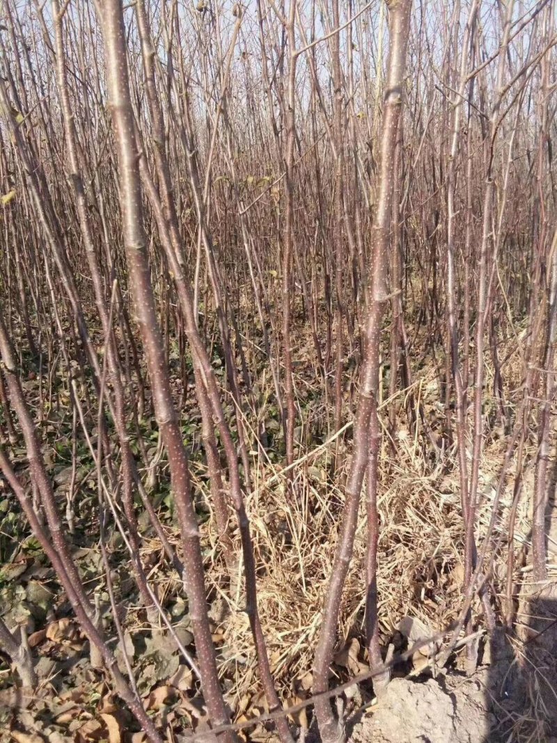 包邮樱桃树苗特大樱桃果苗嫁接南北方种植当年结果地栽包活