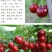 包邮樱桃树苗特大樱桃果苗嫁接南北方种植当年结果地栽包活