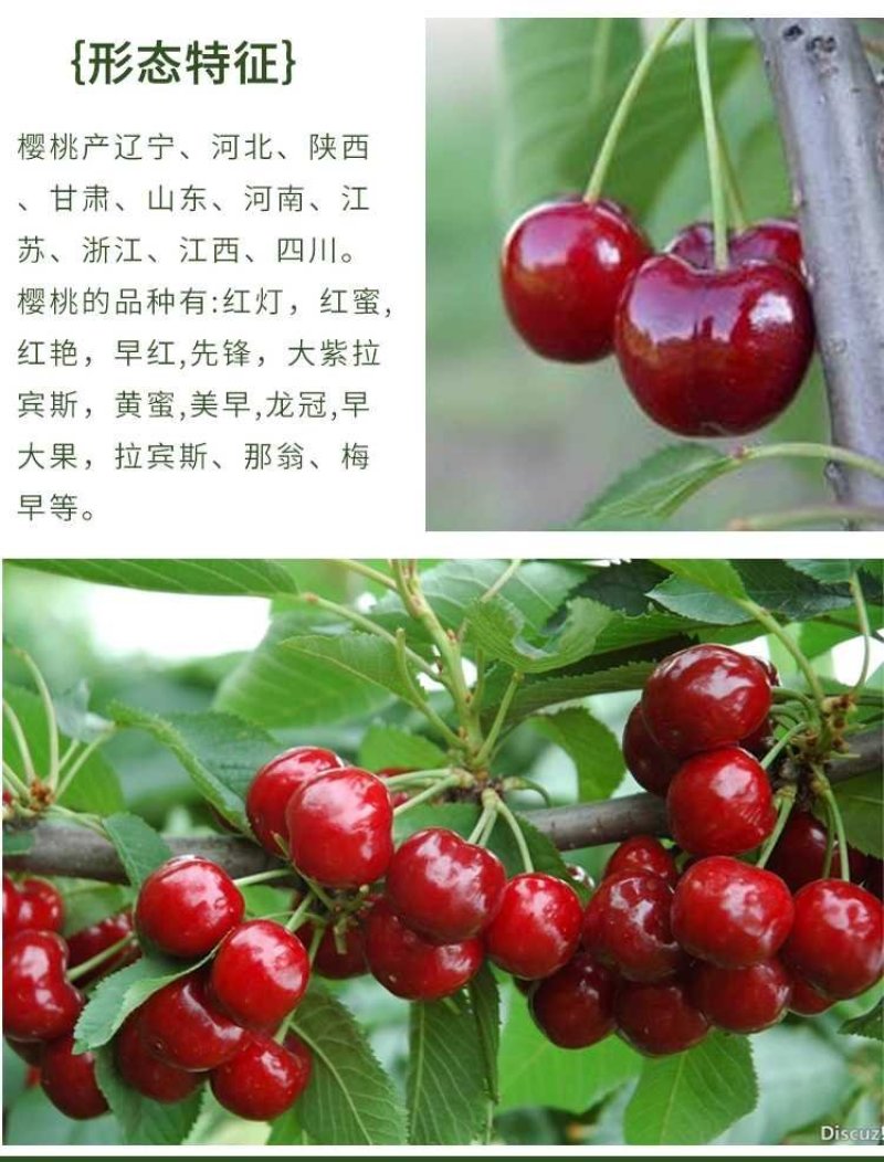 包邮樱桃树苗特大樱桃果苗嫁接南北方种植当年结果地栽包活