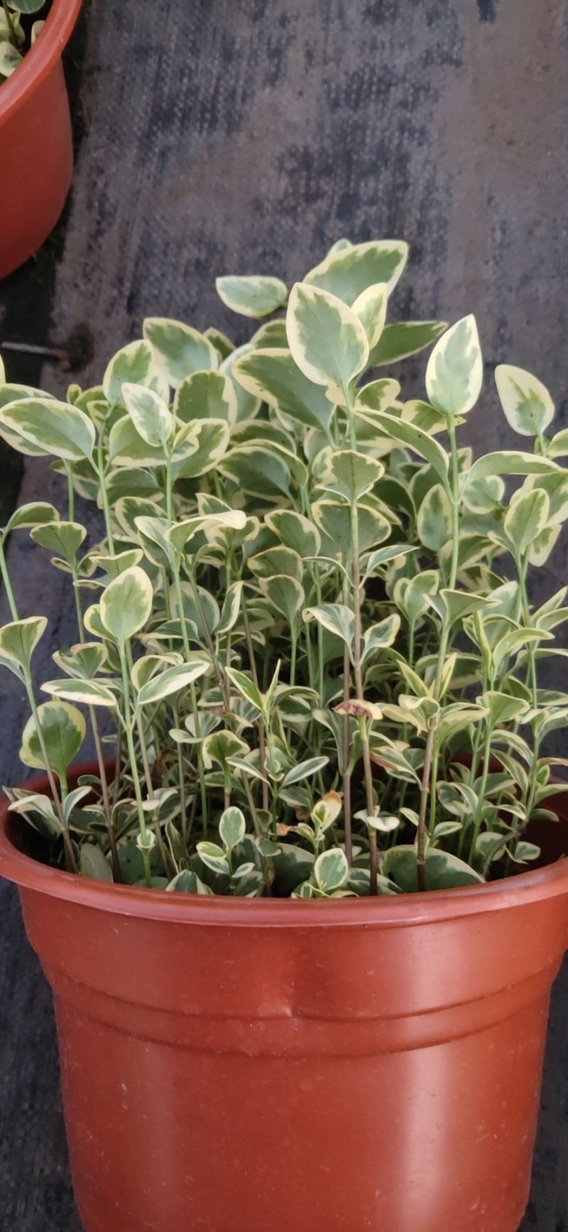 黄金花叶络石