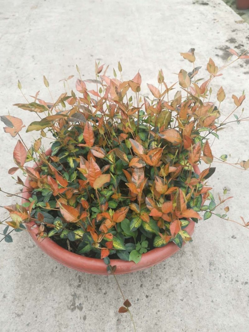黄金花叶络石