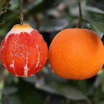 【有好货】中华红心橙可视频看货一手货源诚信赢天下