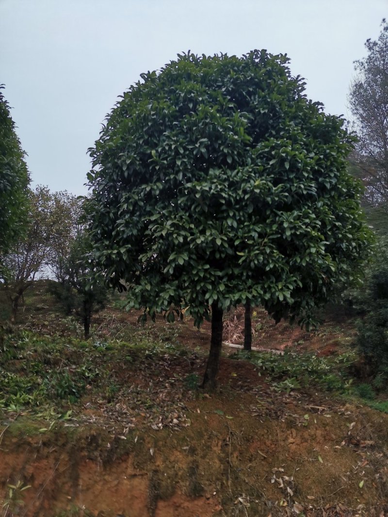 大量供应15-18公分精品桂花