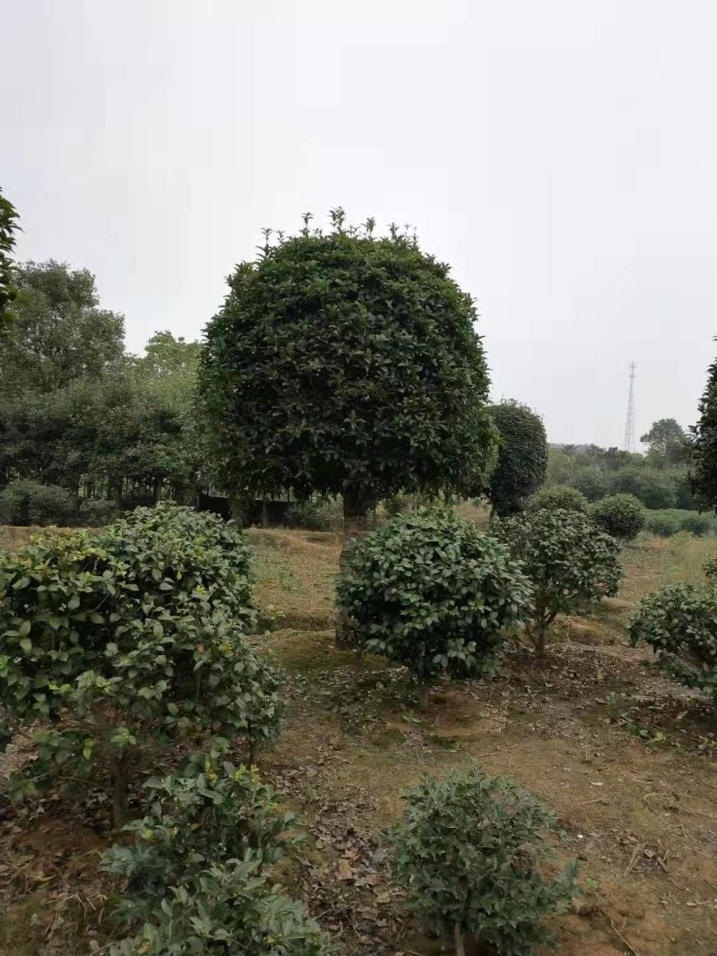 大量供应15-18公分精品桂花