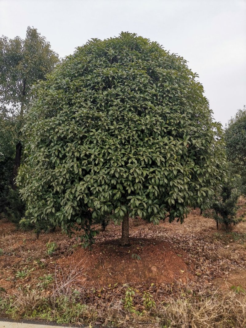 大量供应15-18公分精品桂花