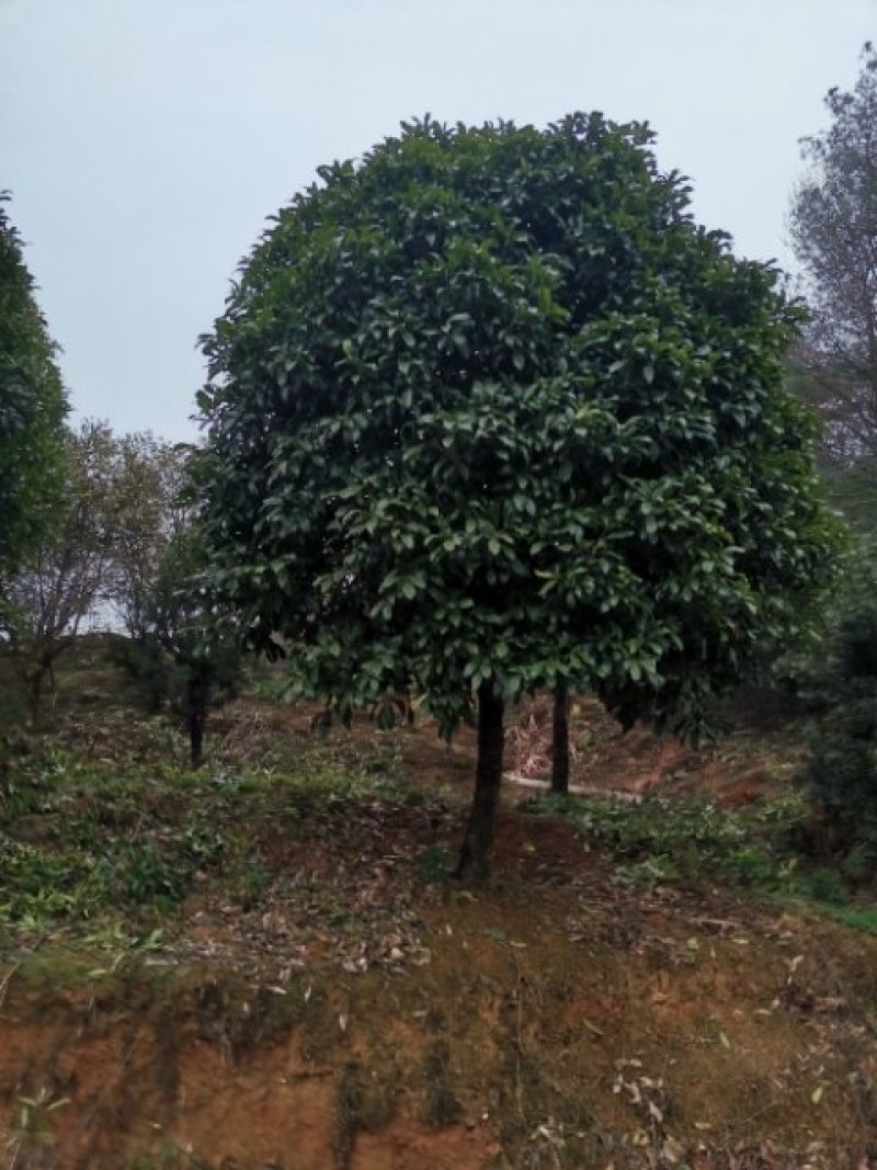 大量供应15-18公分精品桂花