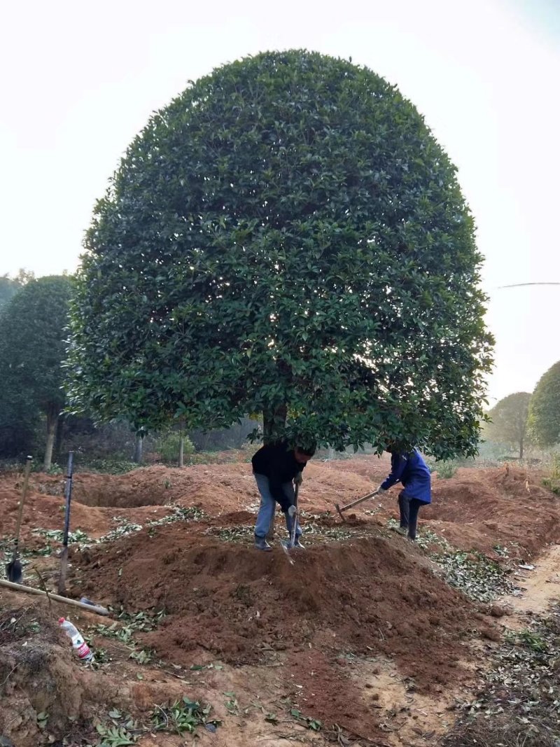 大量供应15-18公分精品桂花