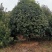 大量供应15-18公分精品桂花