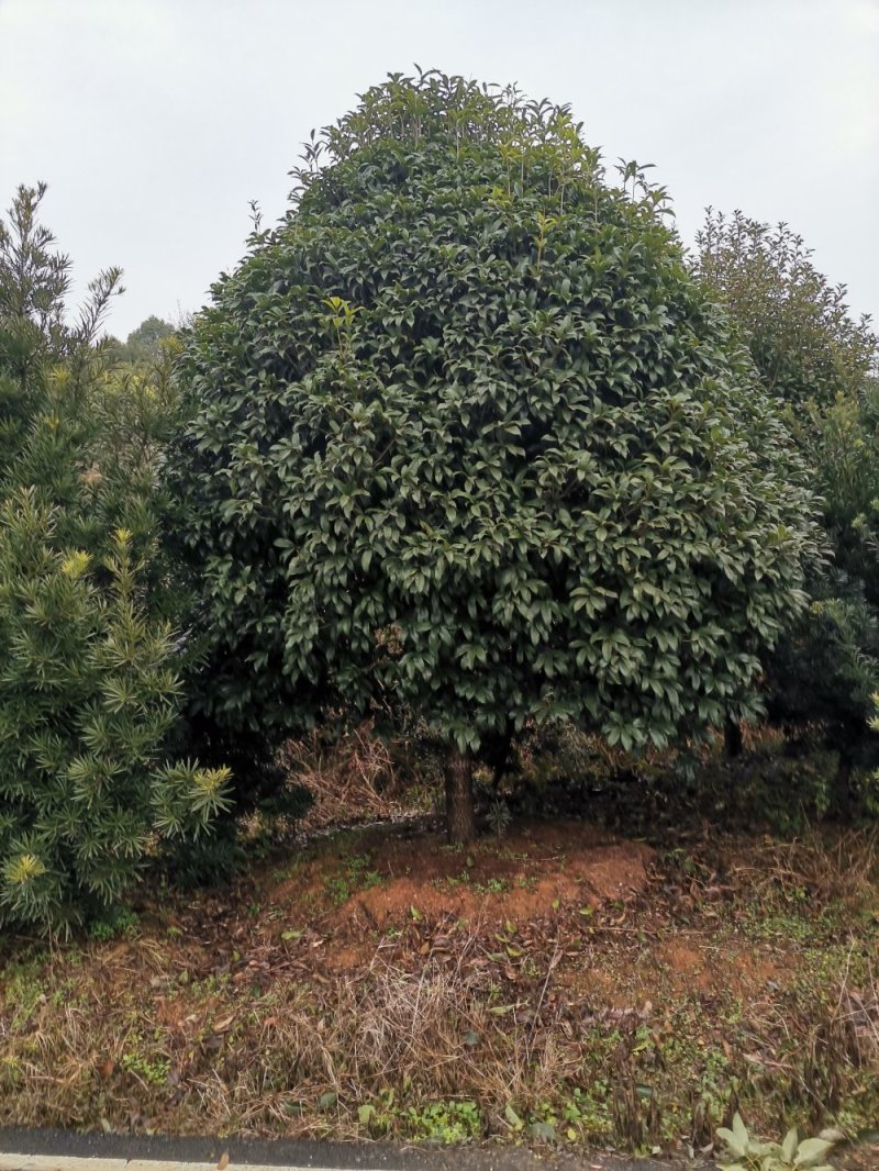大量供应15-18公分精品桂花