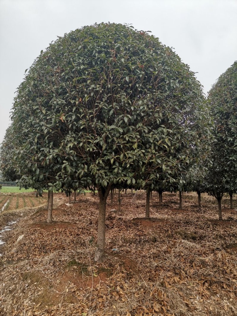 大量供应15-18公分精品桂花