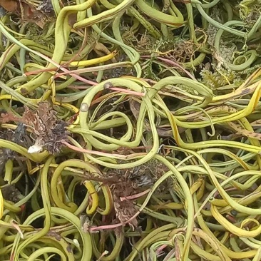 化石草