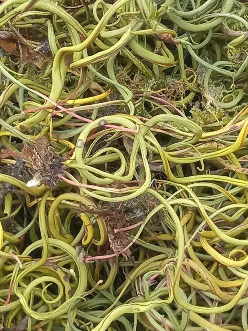 化石草