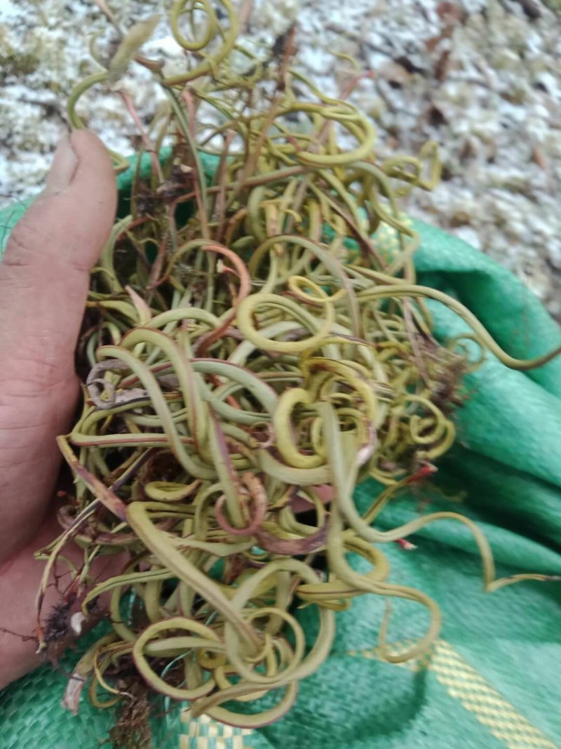 化石草